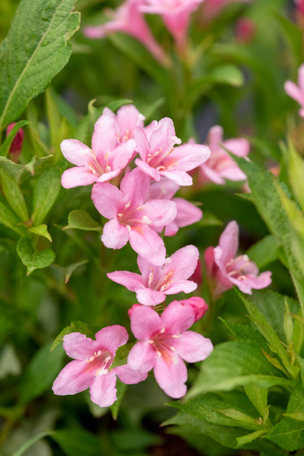 Weigela Picobella® 'Rosa'