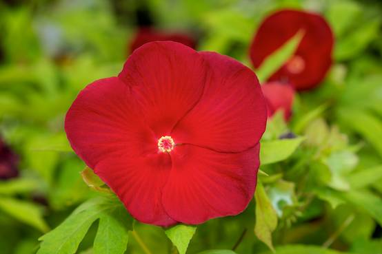 Hibiscus 'Raijin' - Ketmie des marais