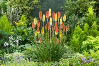 Kniphofia 'Poco Orange' - Tison de Satan (Tritoma)