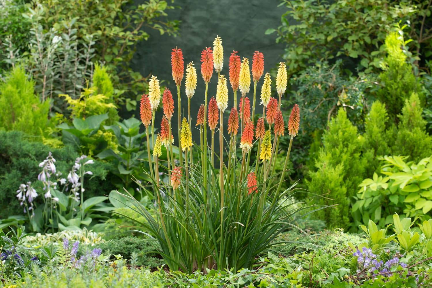 Kniphofia 'Poco Orange' - Tison de Satan (Tritoma)