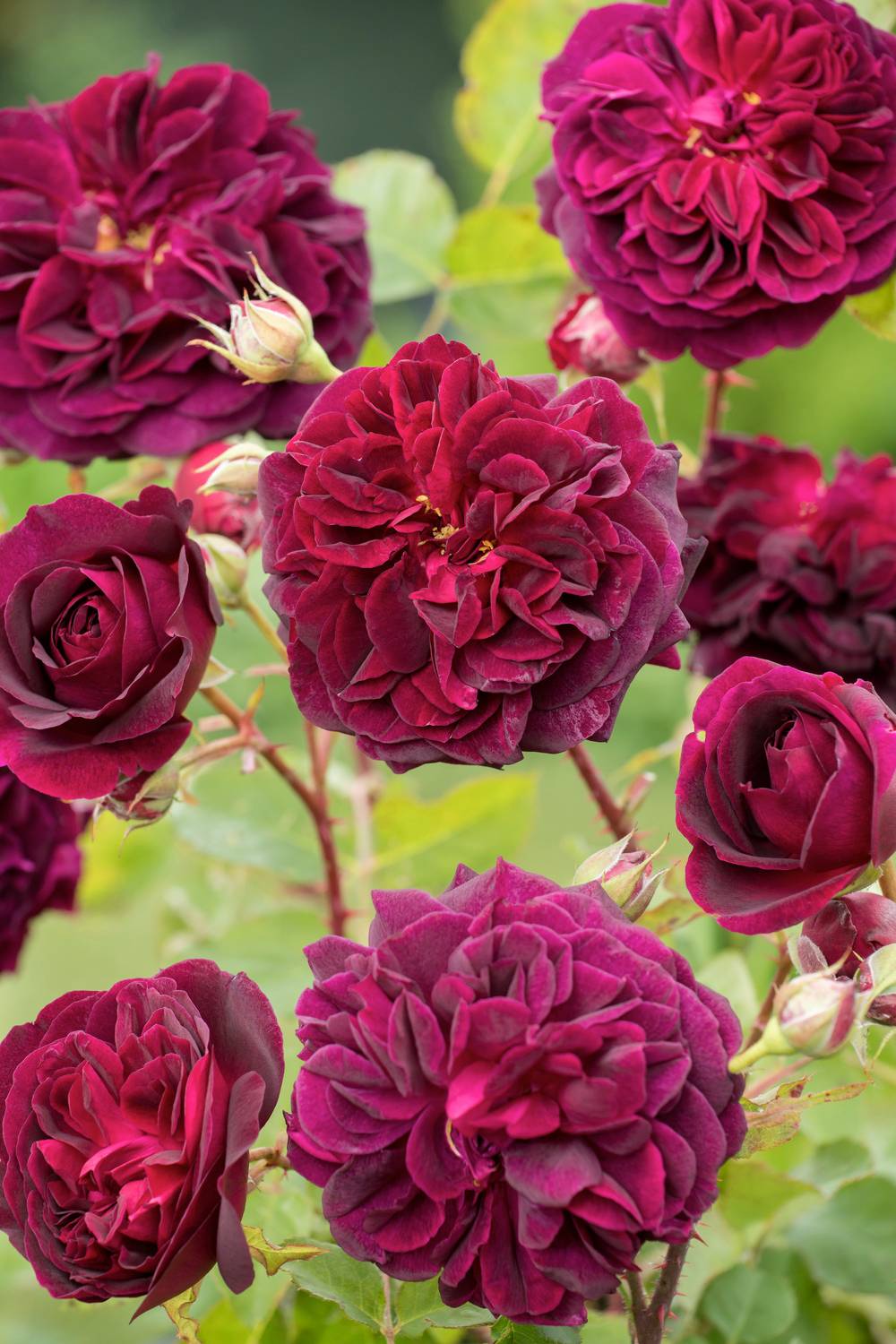 Rosier anglais 'Munstead Wood'®