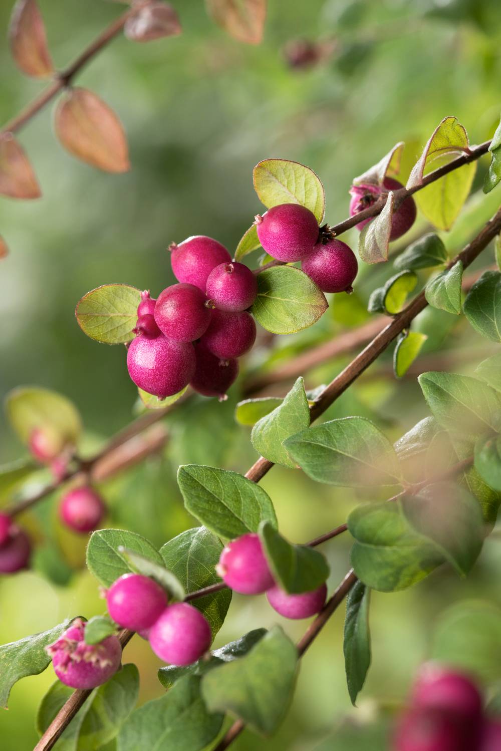 Symphoricarpos chenaultii 'Hancock' - Symphorine