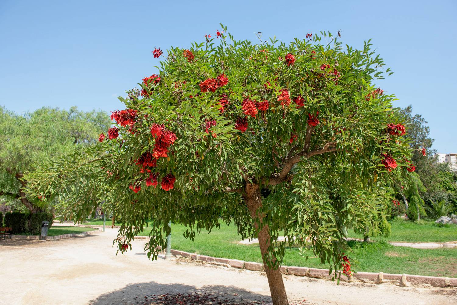 ERYTHRINA crista galli FF-PLT BL 40/60 C3L