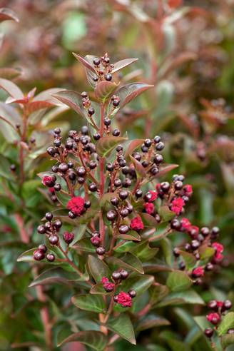 Lagerstroemia indica 'Double Feature'