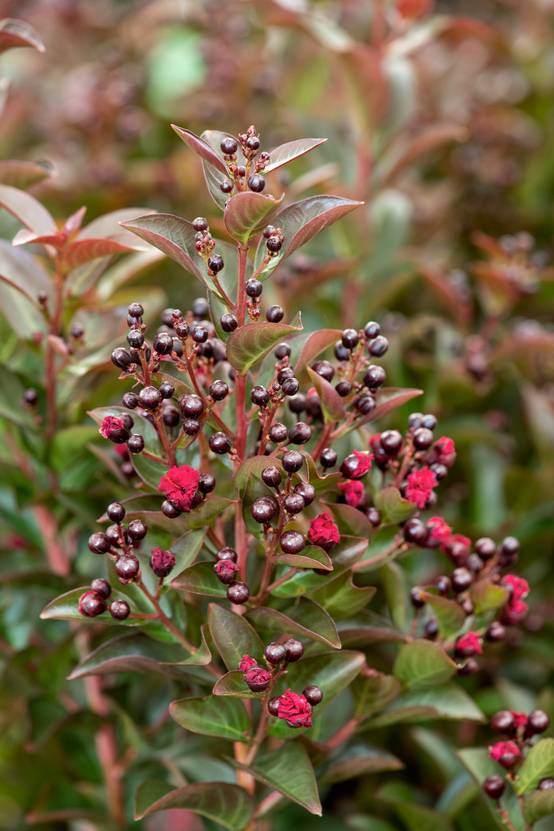 Lagerstroemia indica 'Double Feature'