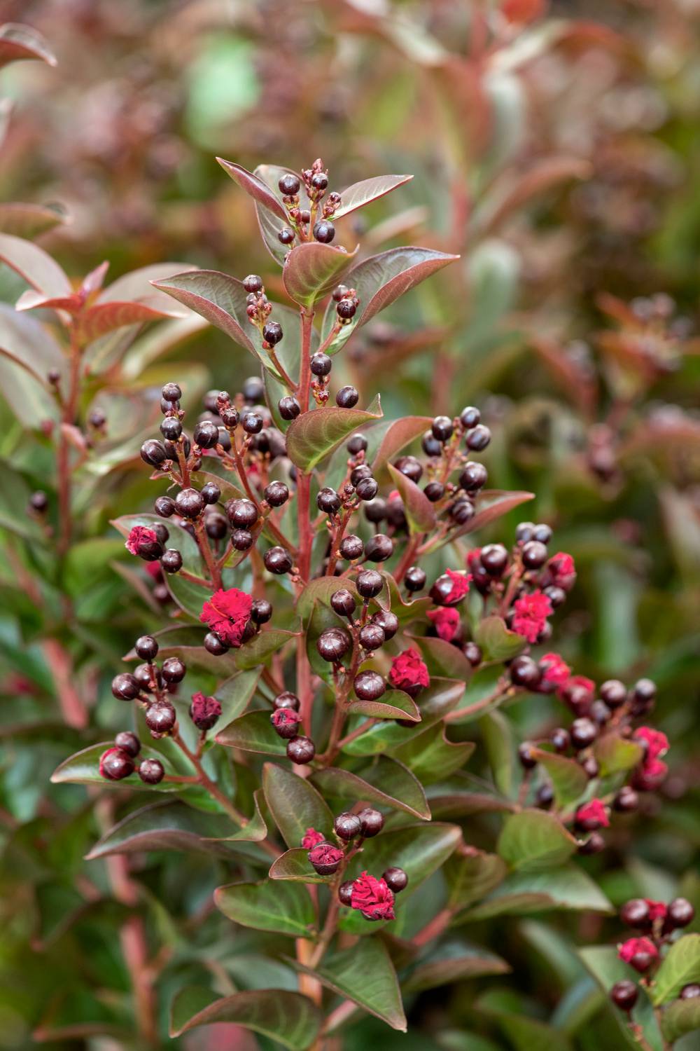 Lagerstroemia indica 'Double Feature'