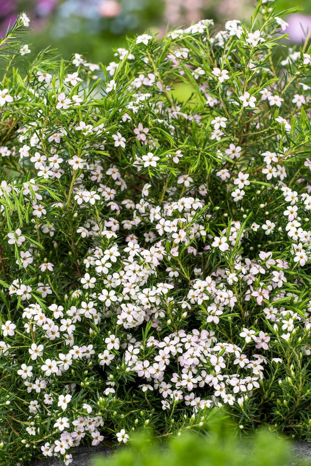 Diosma hirsuta Pink Fountain
