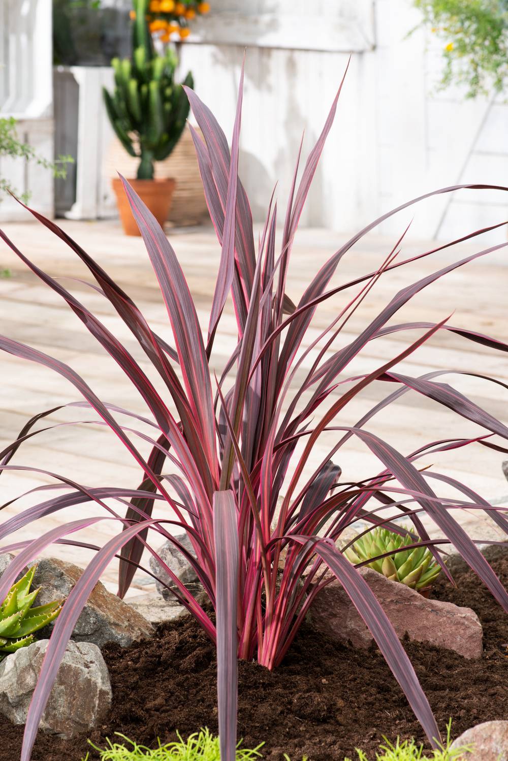 Cordyline banksii 'Electric Pink'