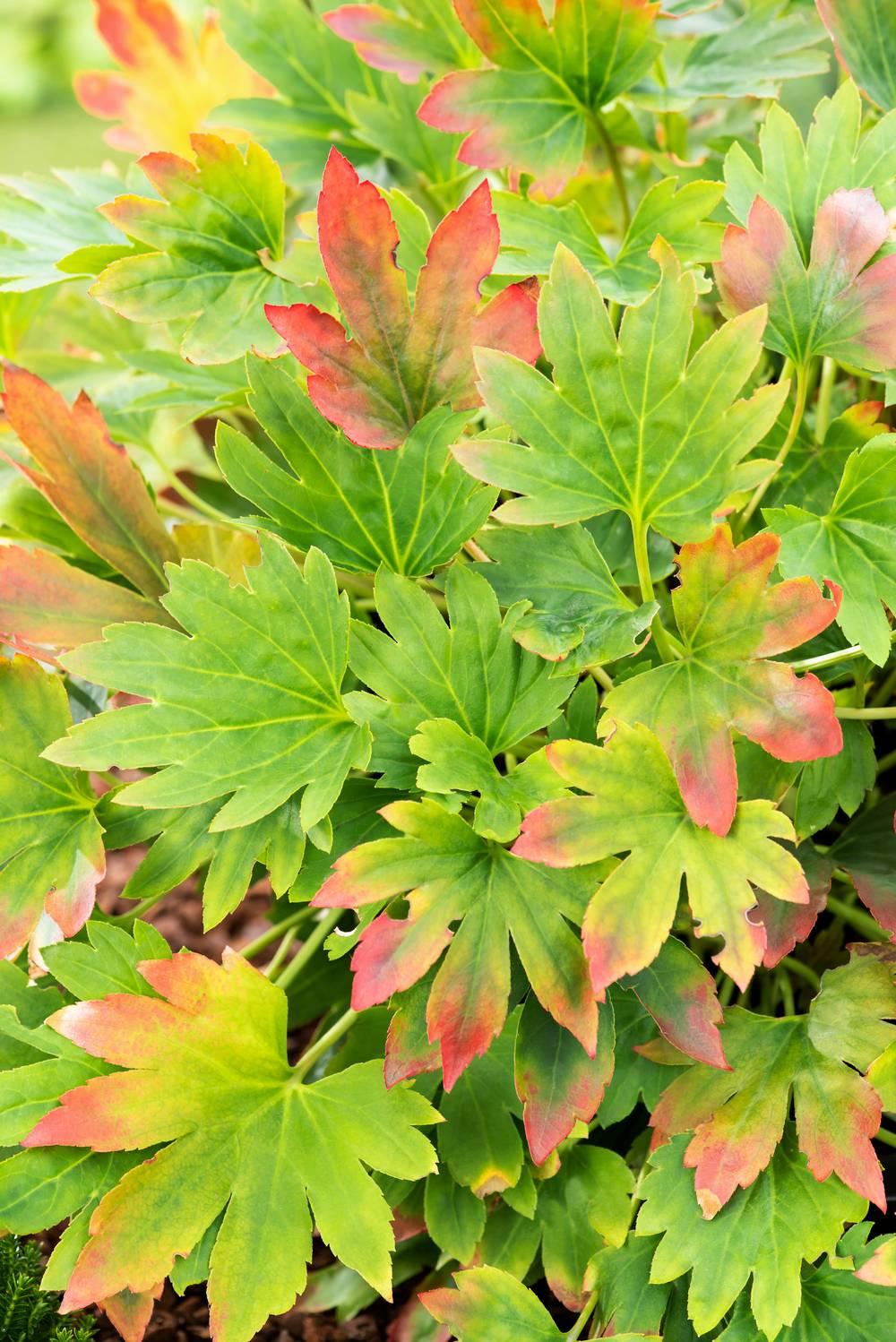 Mukdenia rossii 'Karasuba'