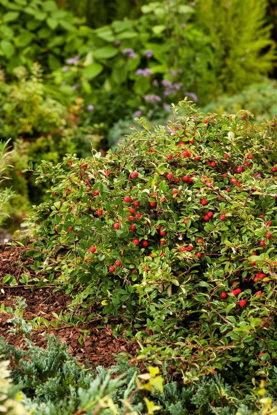 Cotoneaster radicans 'Eichholz'