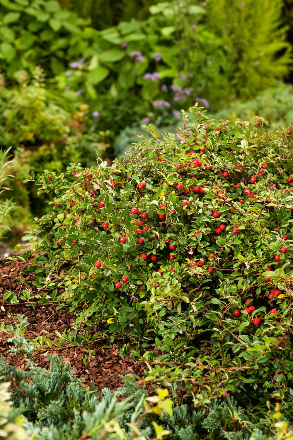 Cotoneaster radicans 'Eichholz'