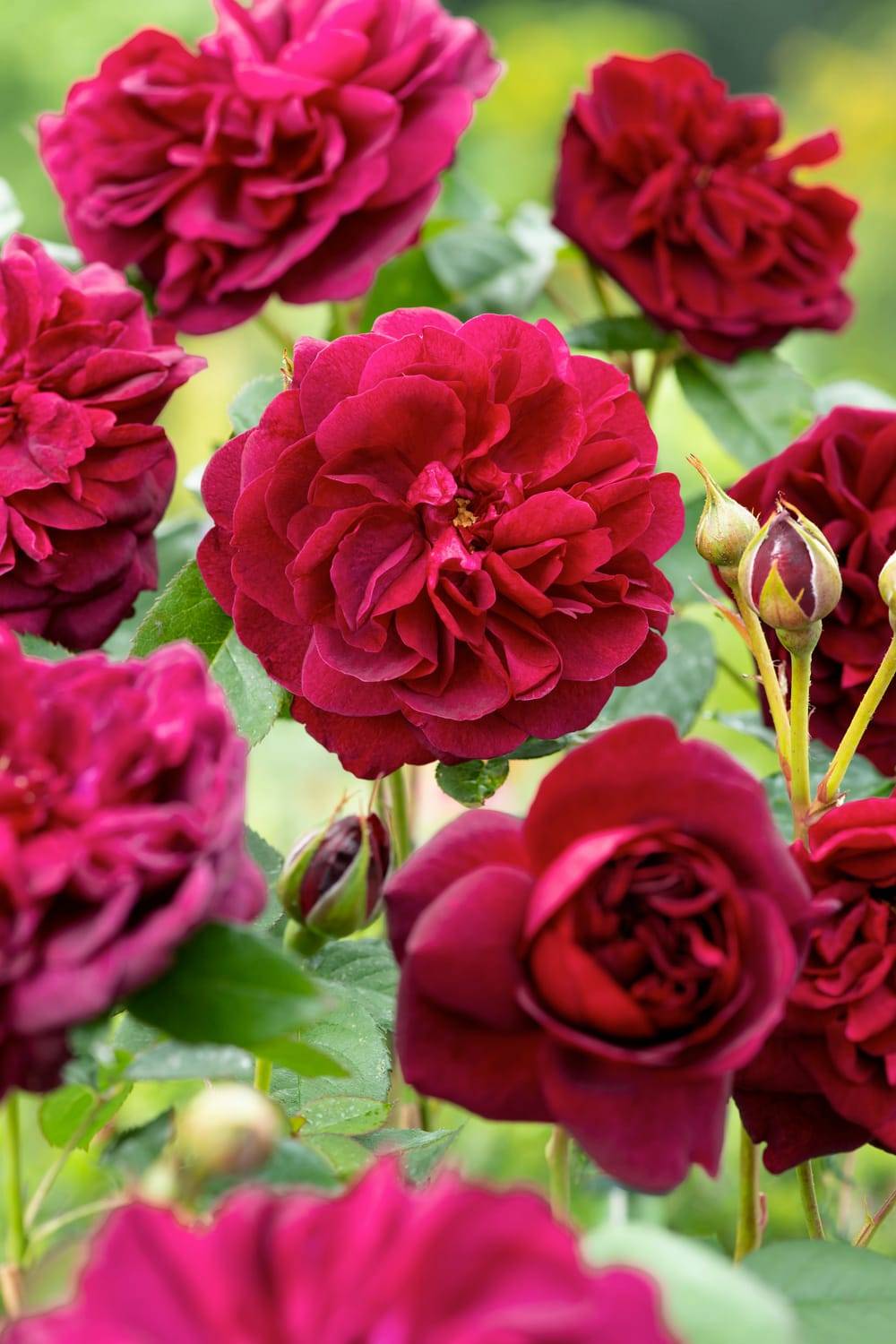 Rosier anglais 'Darcey Bussel'®