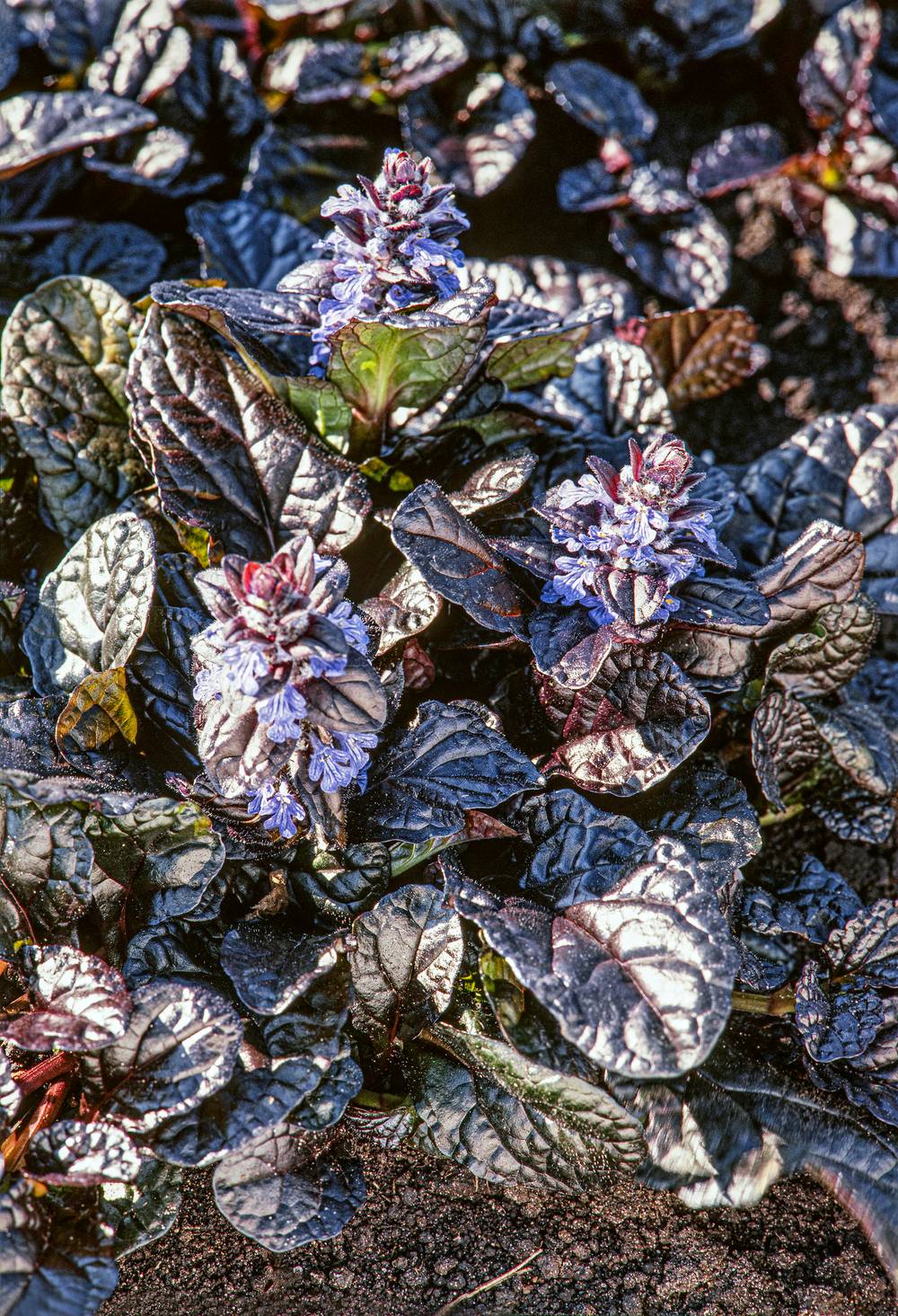 Ajuga reptans 'Atropurpurea' - Buggle