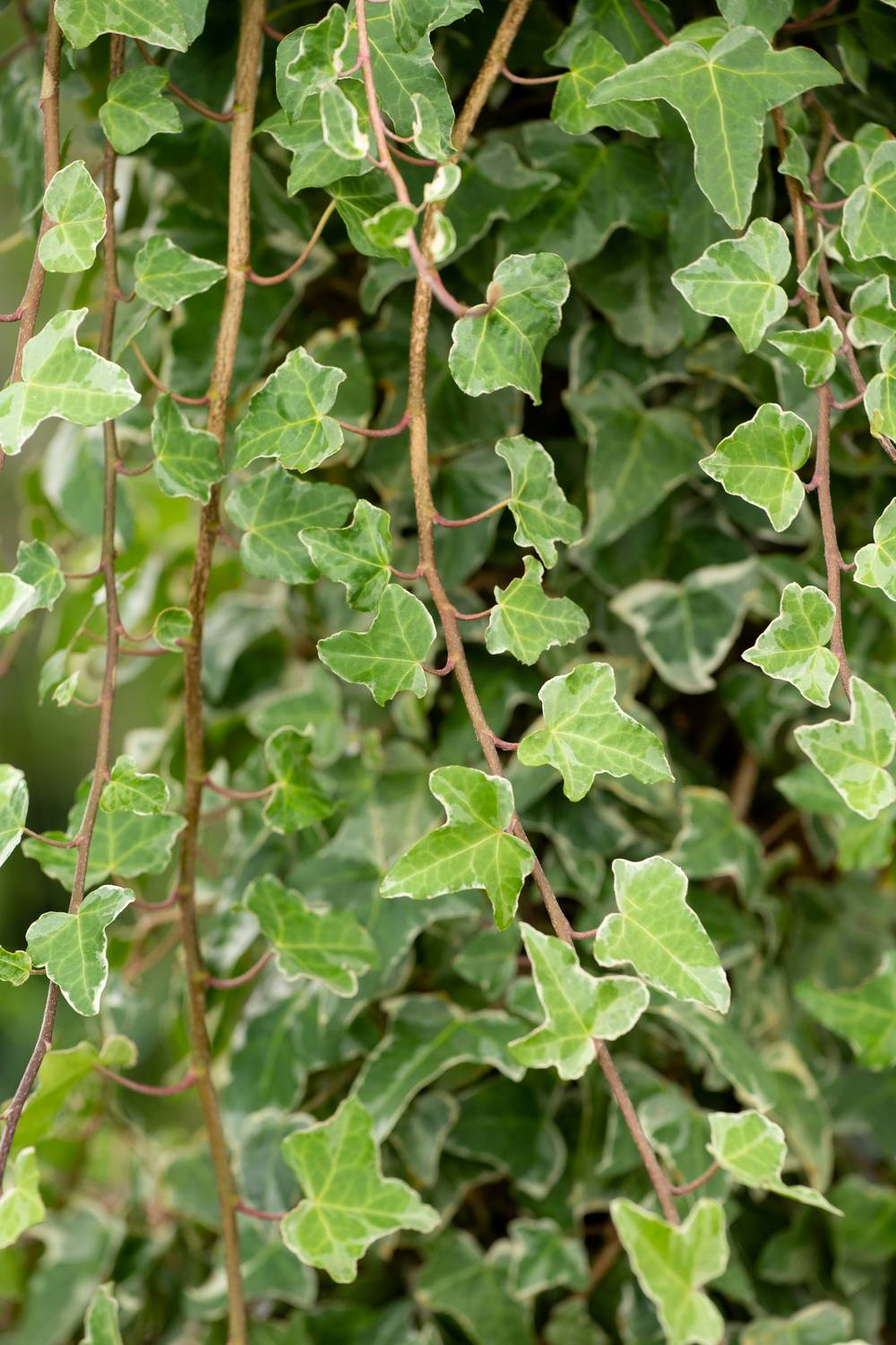 Hedera helix 'Glacier' - Lierre