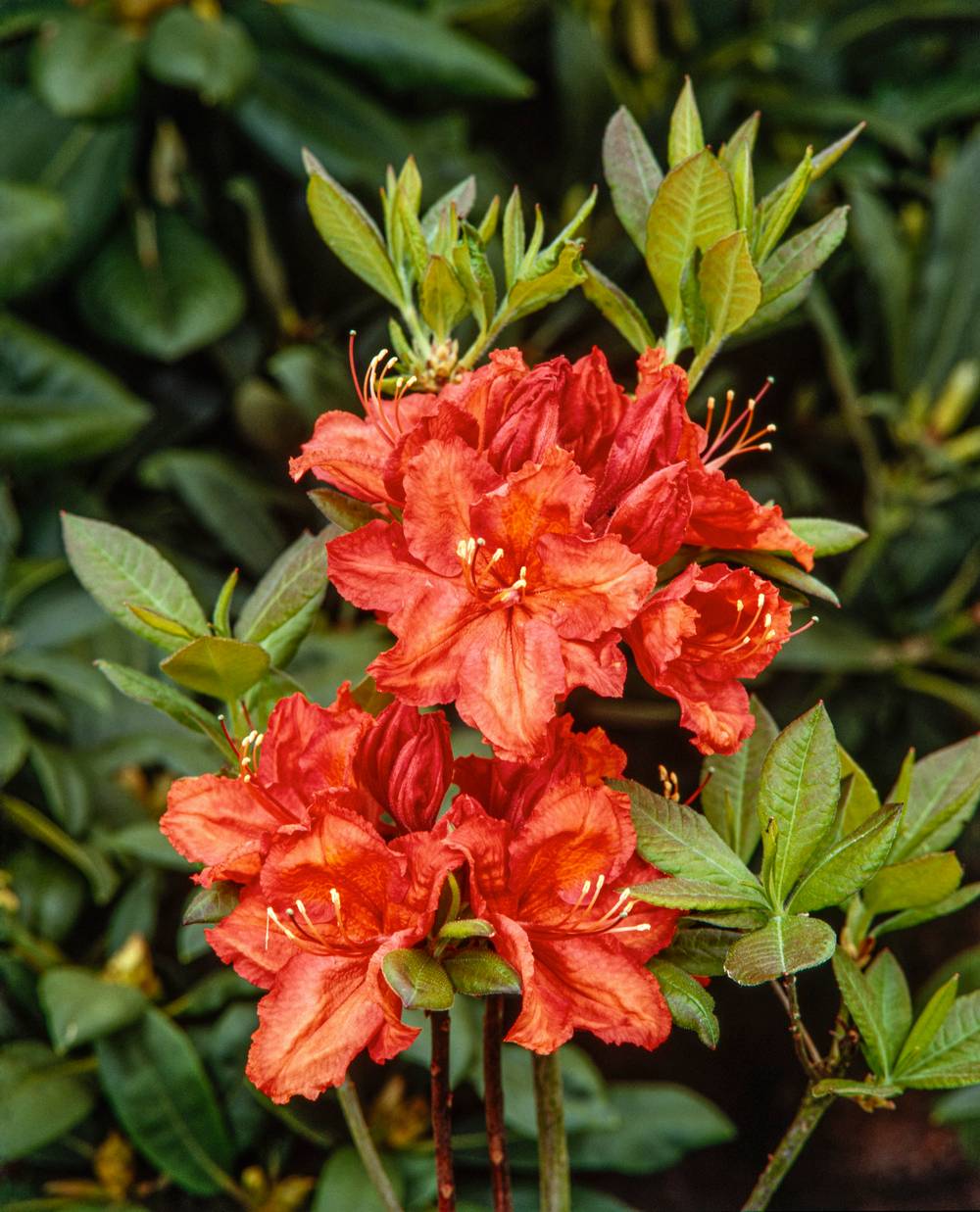 Azalea mollis 'Feuerwerk' - Azalée de Chine