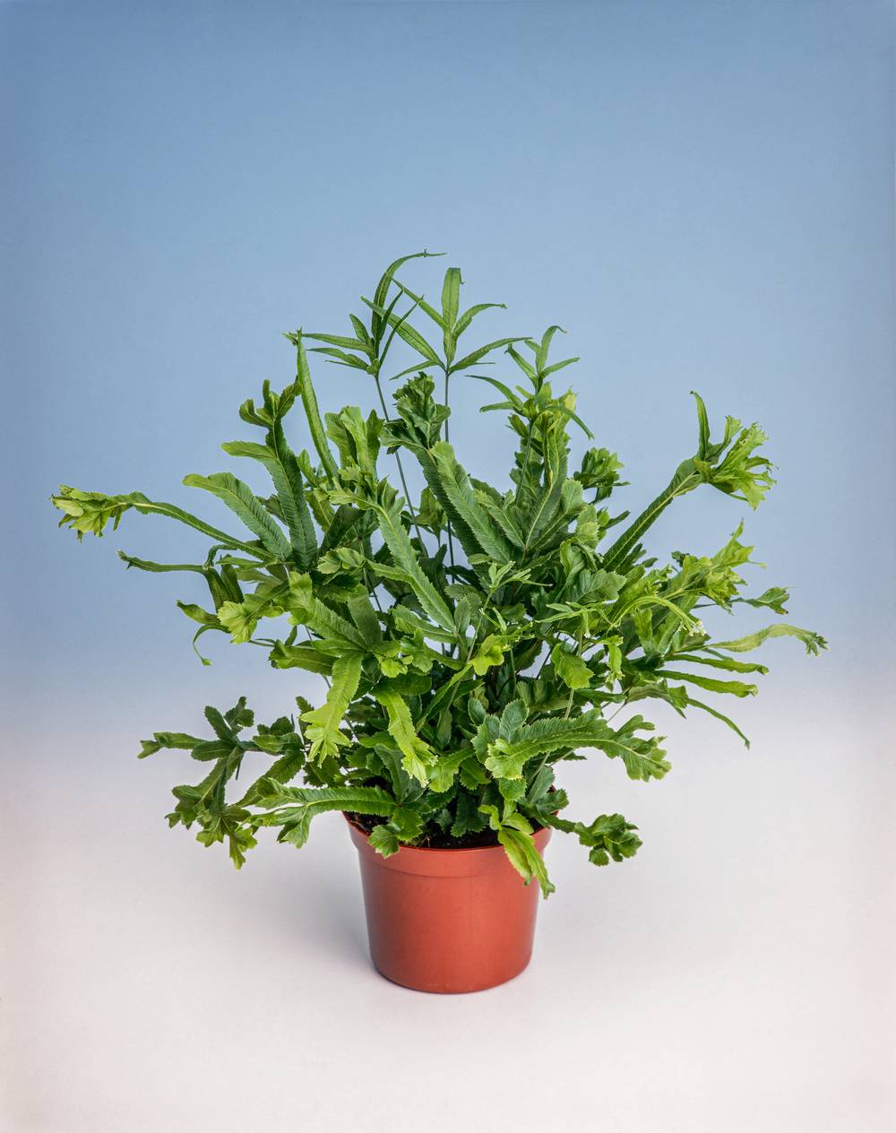 Pteris cretica 'Roweri' - Fougère de Crète