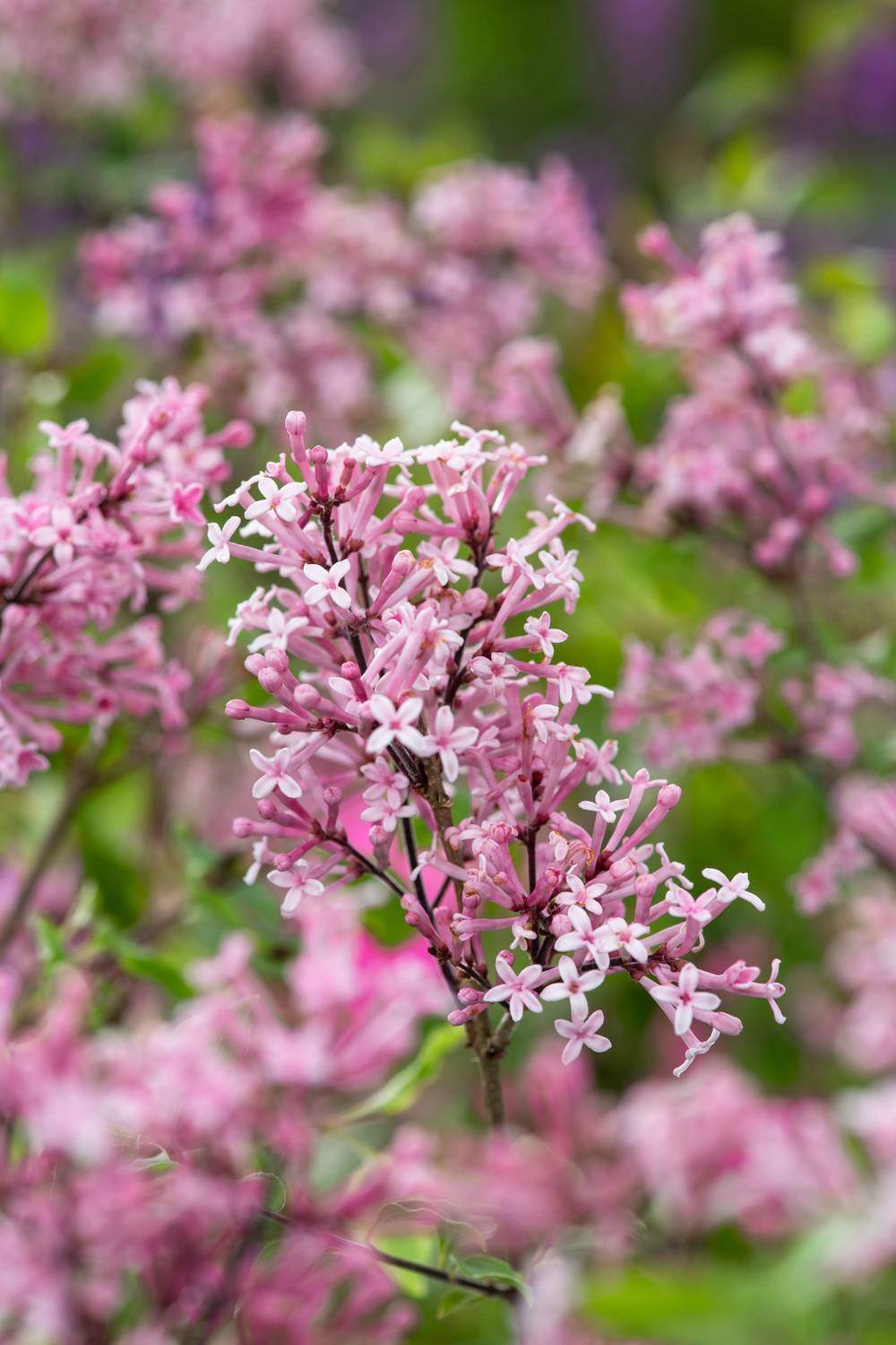 Syringa bloomerang 'Pink Perfume' - Lilas