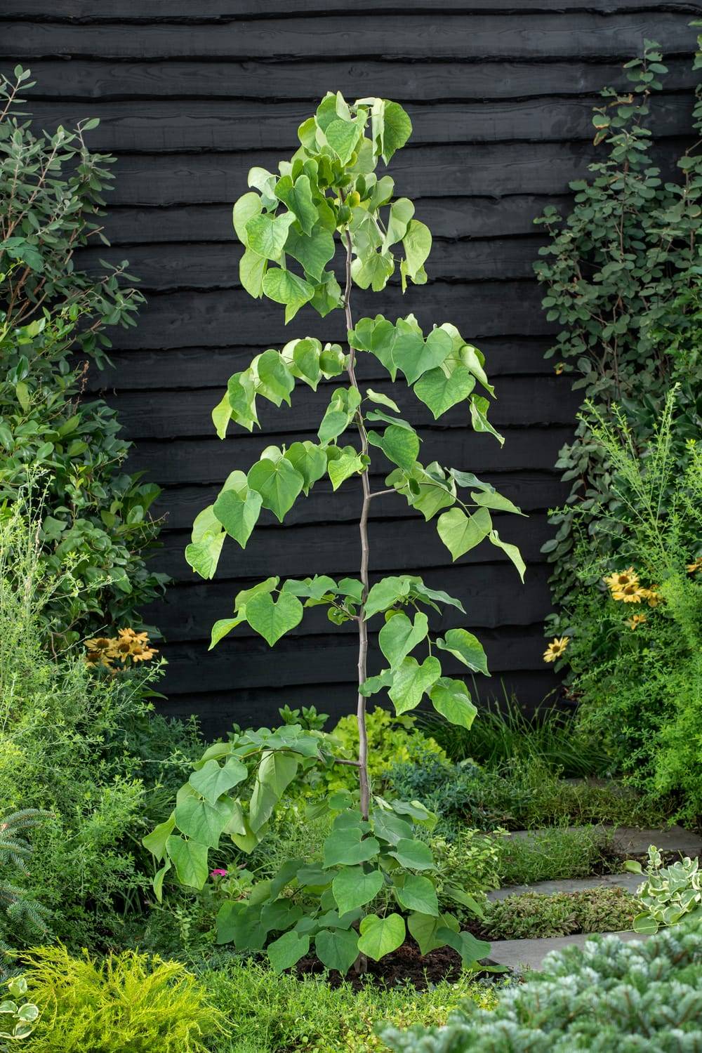 Cercis canadensis 'Vanilla Twist' - Gainier du Canada