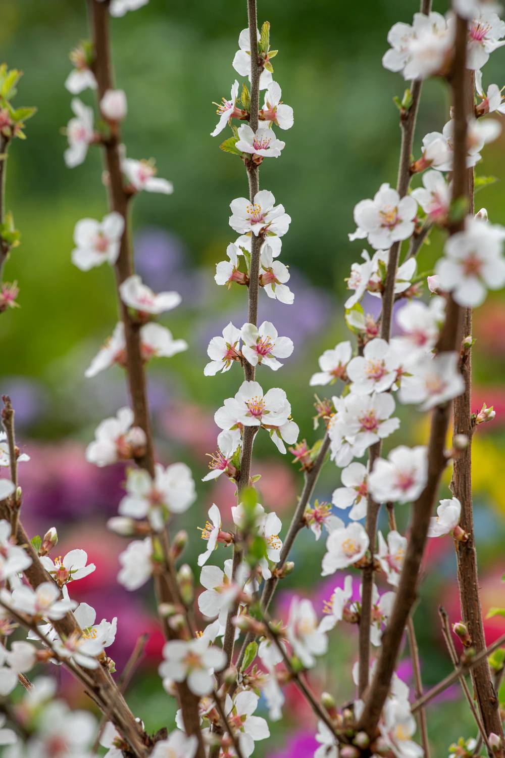 Prunus tomentosa - Cerisier de Nankin