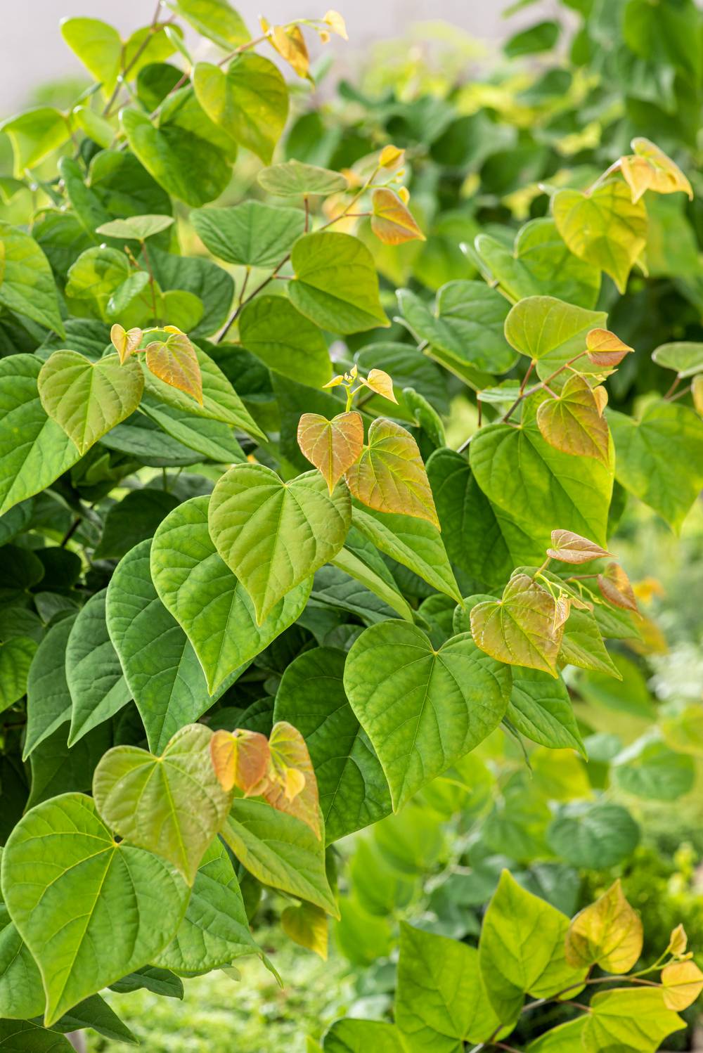 Cercis canadensis 'Ace Of Hearts' - Gainier du Canada