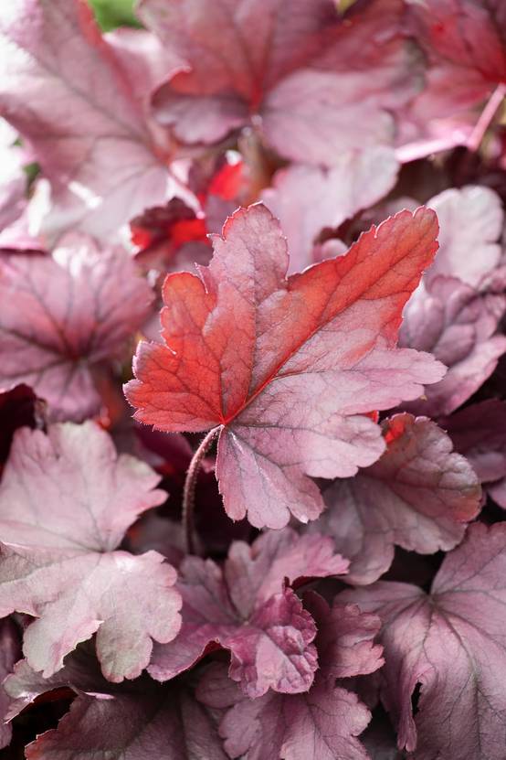 Heuchera 'Silver Gumdrop' - Heuchère