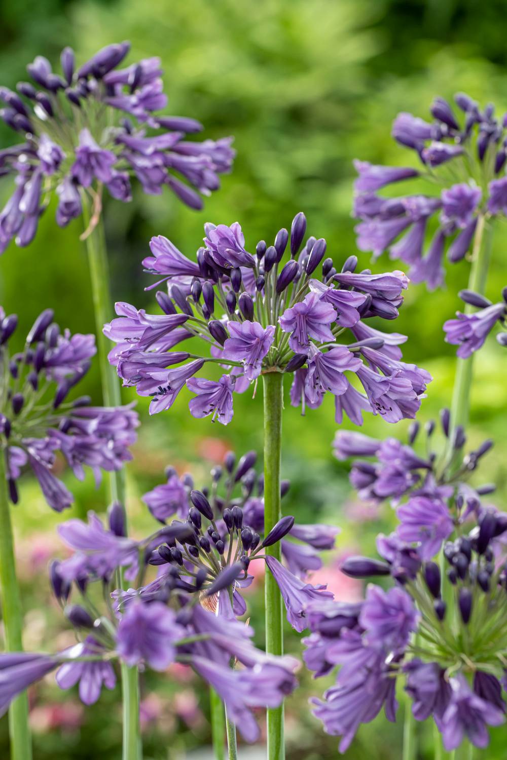 Agapanthus 'Poppin Purple' - Agapanthe