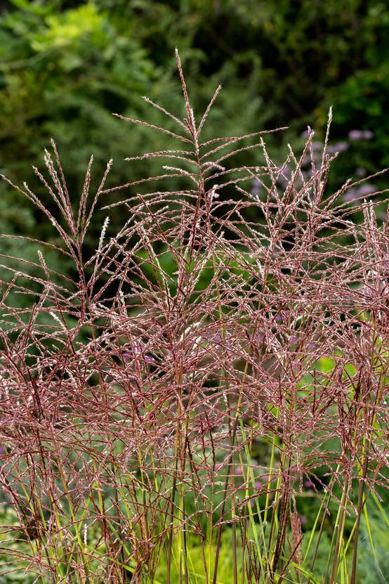Miscanthus sinensis 'Ferner Osten' - Graminée Roseau de Chine