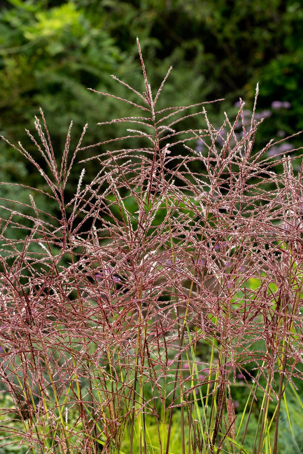 Miscanthus sinensis 'Ferner Osten' - Graminée Roseau de Chine