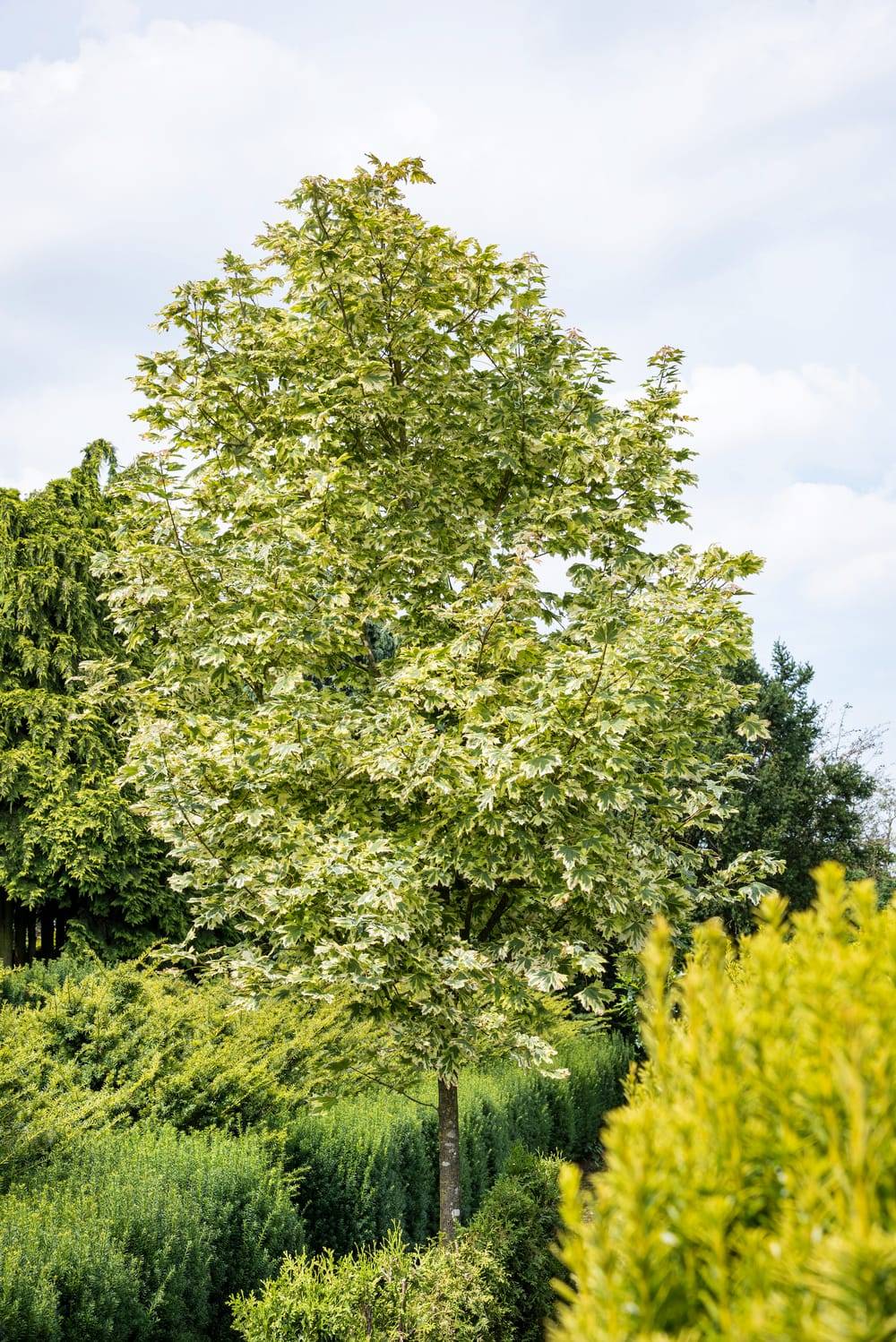 Acer pseudoplatanus 'Leopoldii' - Érable sycomore 'Leopoldii'