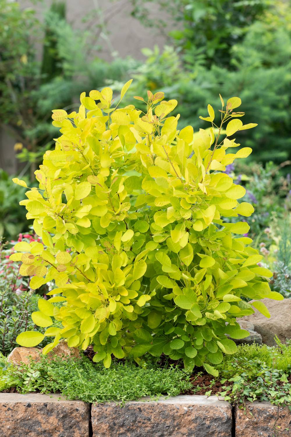 Cotinus coggygria 'Golden Lady' - Arbre à perruques
