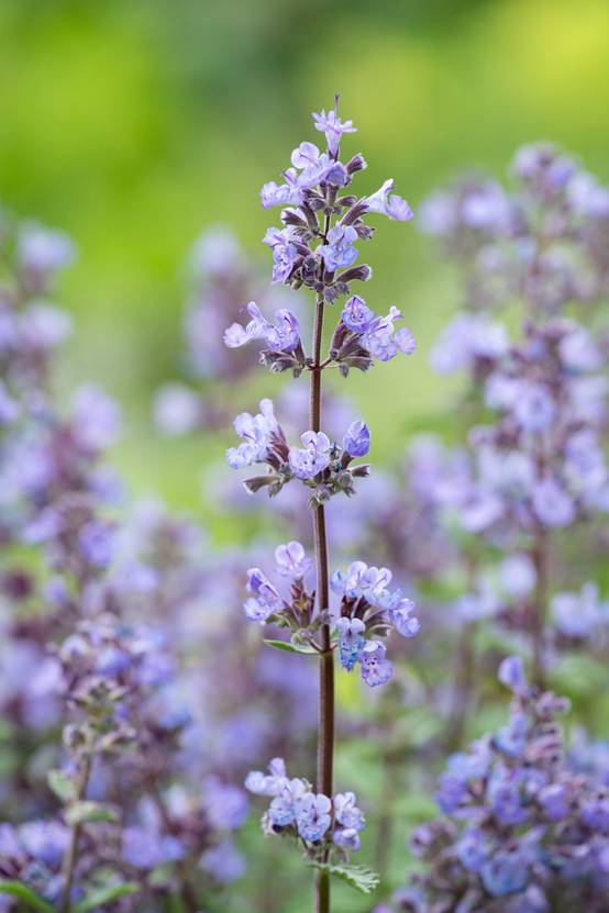 Nepeta 'Purrsian Blue' - Menthe à chat