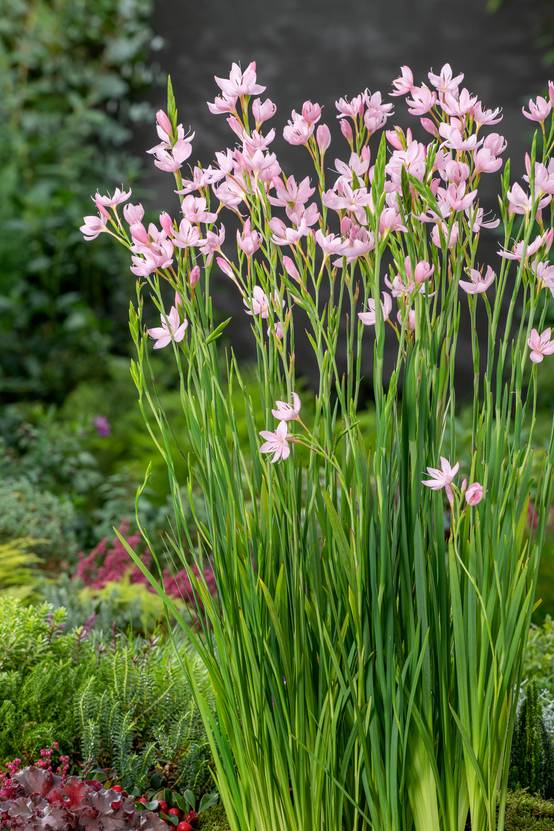 Schizostylis coccinea 'November Cheer' - Lys des cafres