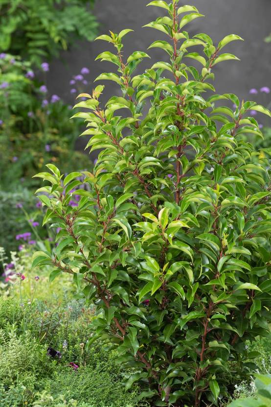 Prunus lusitanica 'Brenelia' - Laurier du Portugal