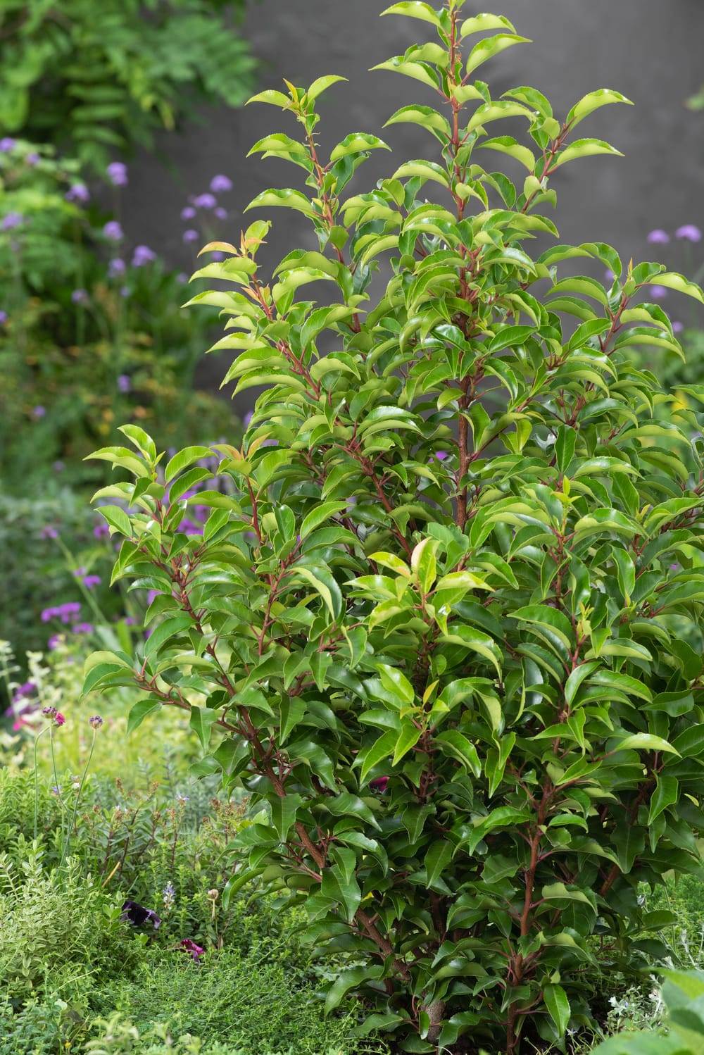 Prunus lusitanica 'Brenelia' - Laurier du Portugal