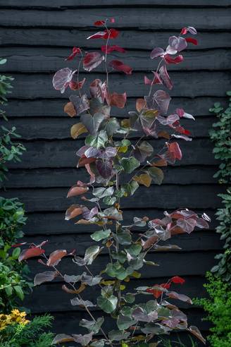 Cercis canadensis 'Merlot' - Gainier du Canada