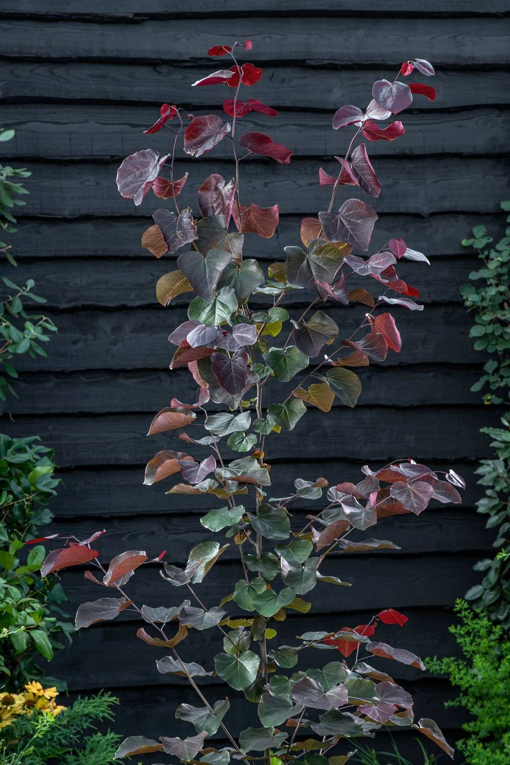 Cercis canadensis 'Merlot' - Gainier du Canada