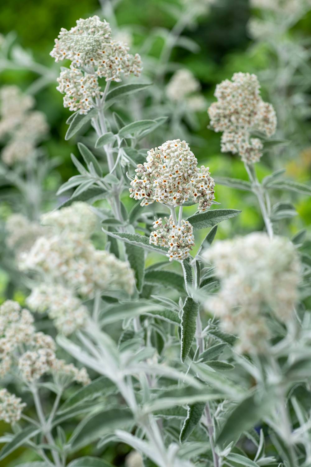 Buddleja 'Silver Anniversary' - Arbre aux papillons