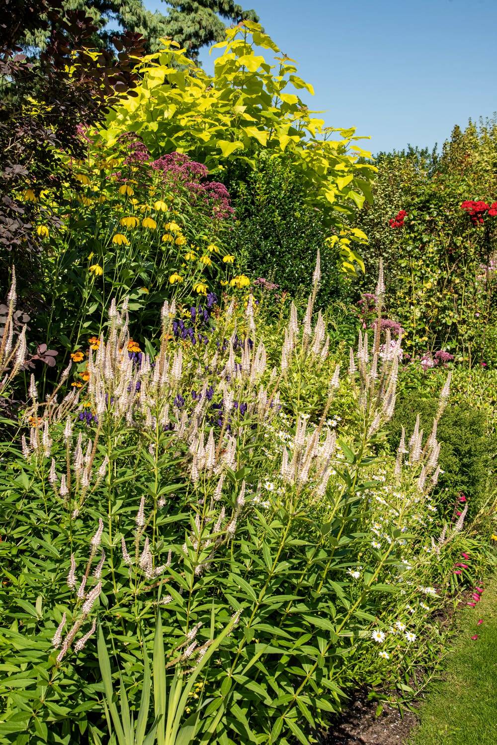 Veronicastrum virginicum 'Album'