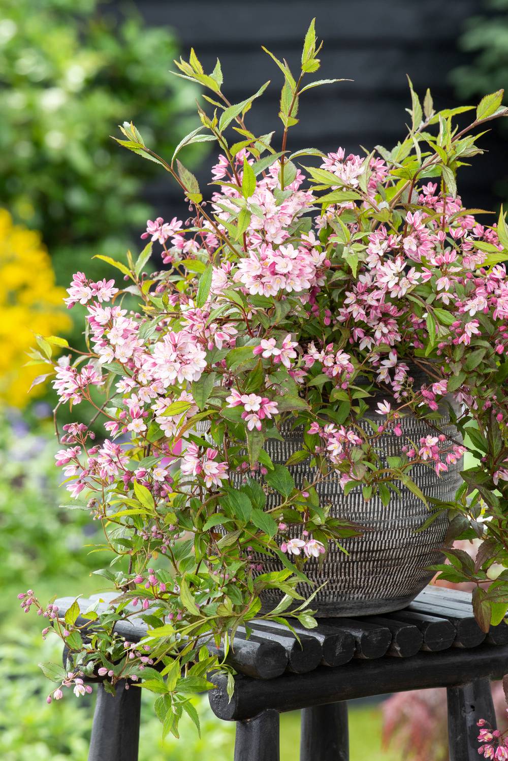 Deutzia 'Yuki Cherry Blossom'