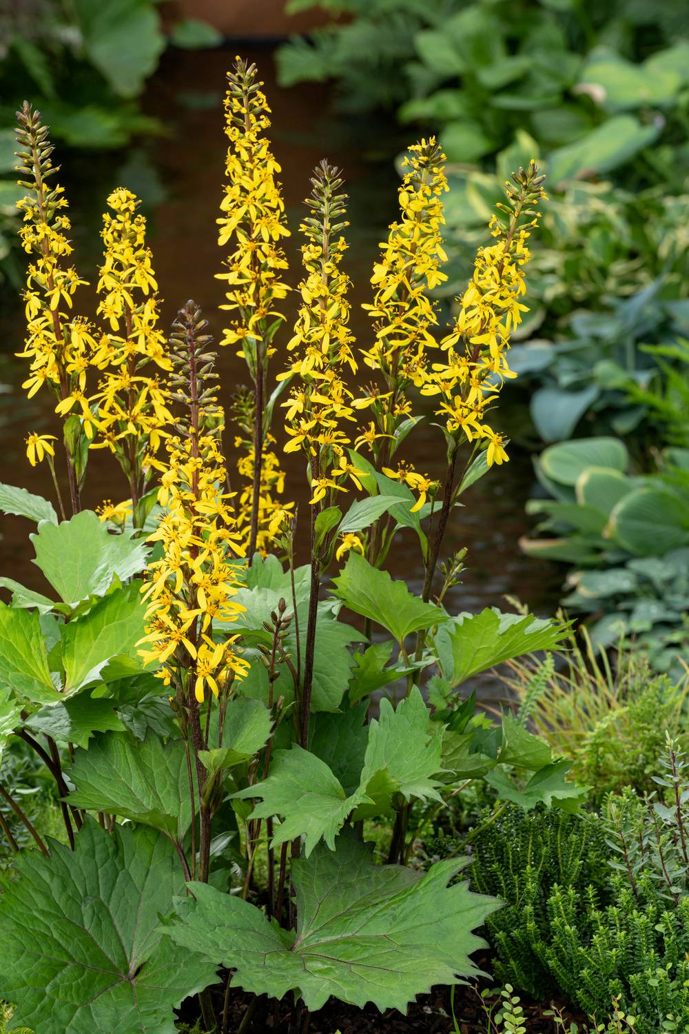 Ligularia 'Bottle Rocket' - Ligulaire