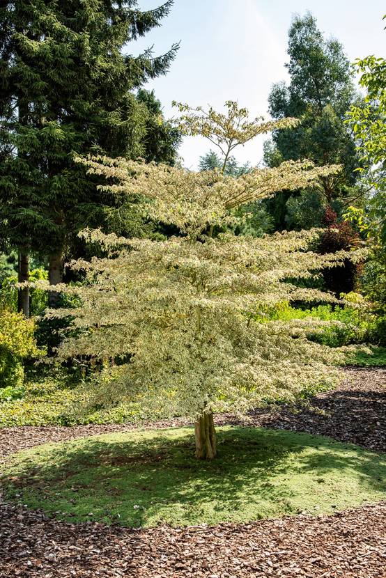 Cornus alternifolia 'Argentea' - Cornouiller alterné panaché