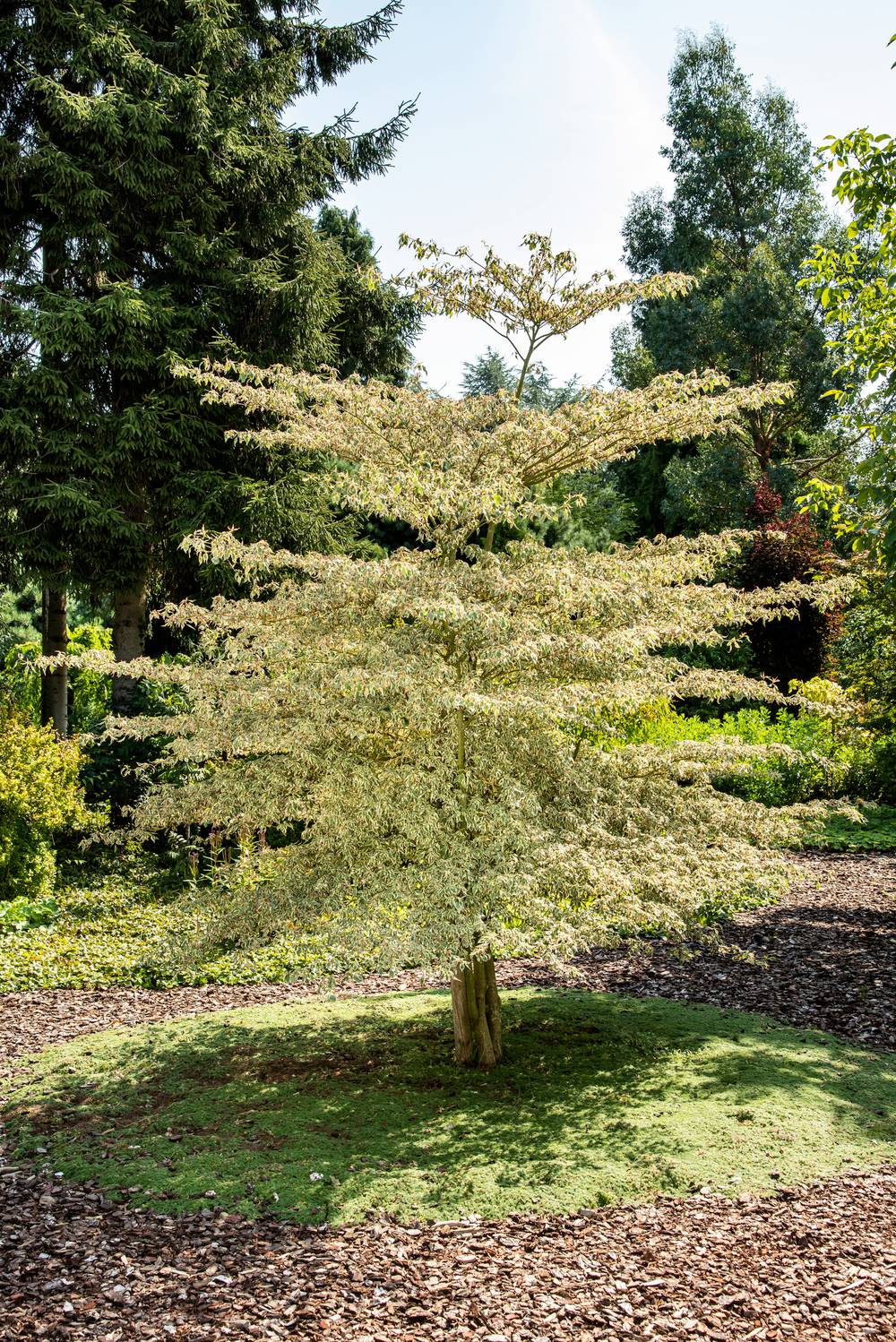 Cornus alternifolia 'Argentea' - Cornouiller alterné panaché