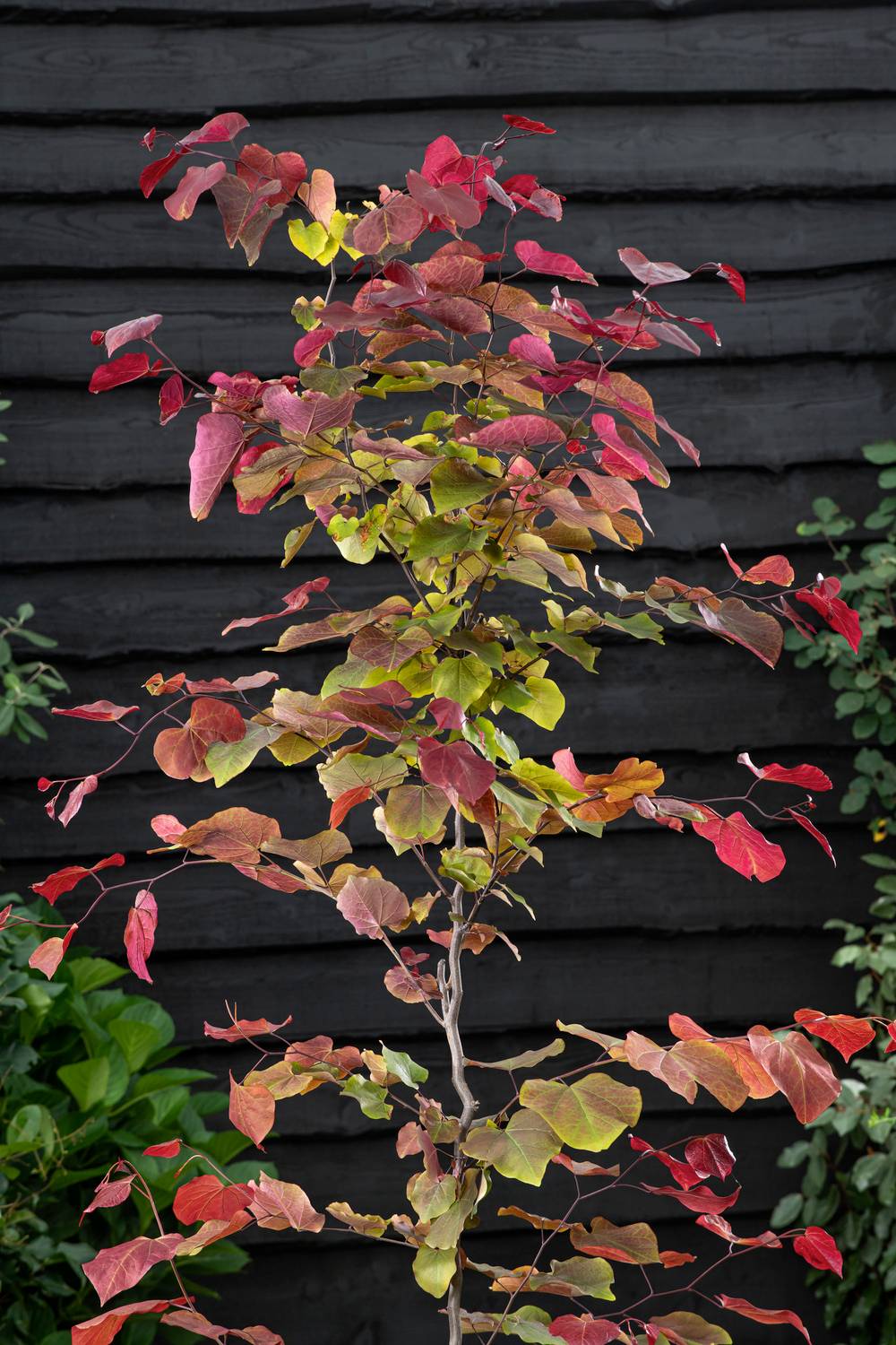 Cercis canadensis 'Eternal Flame'® - Gainier du Canada