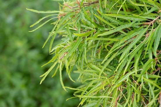 FAGUS sylvatica 'Mercedes' - Hêtre commun