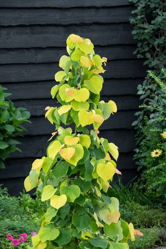 Cercis canadensis 'The Rising Sun' - Gainier du Canada