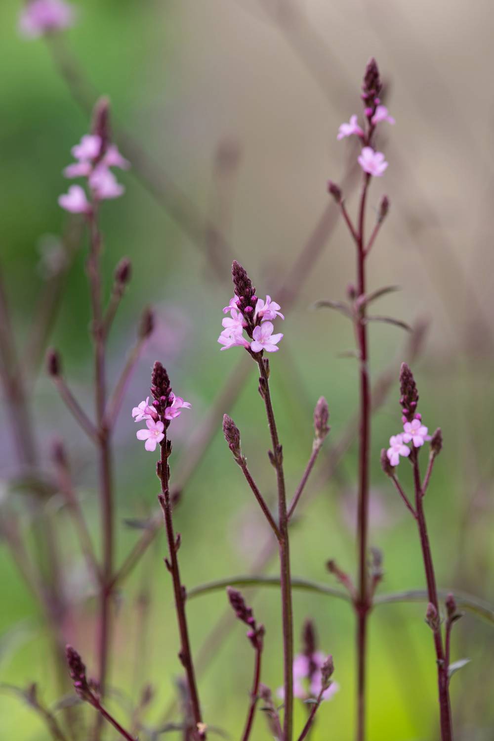 Verveine officinale 'Bampton'