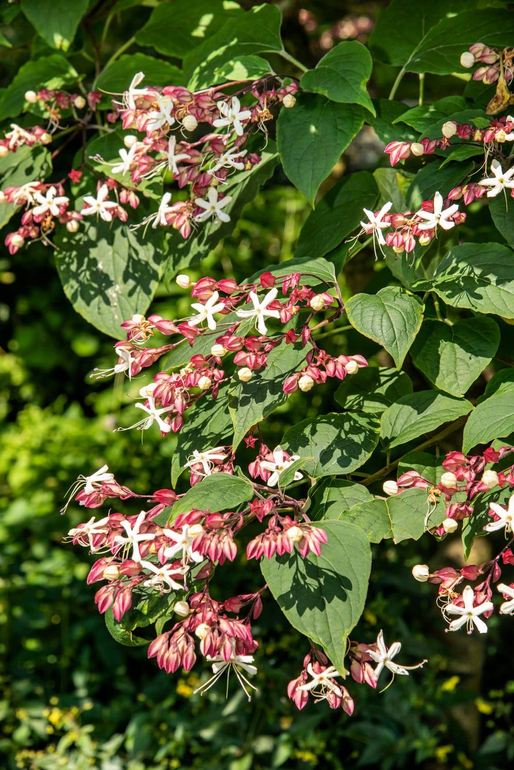 Clerodendrum trichotomum - Arbre du clergé