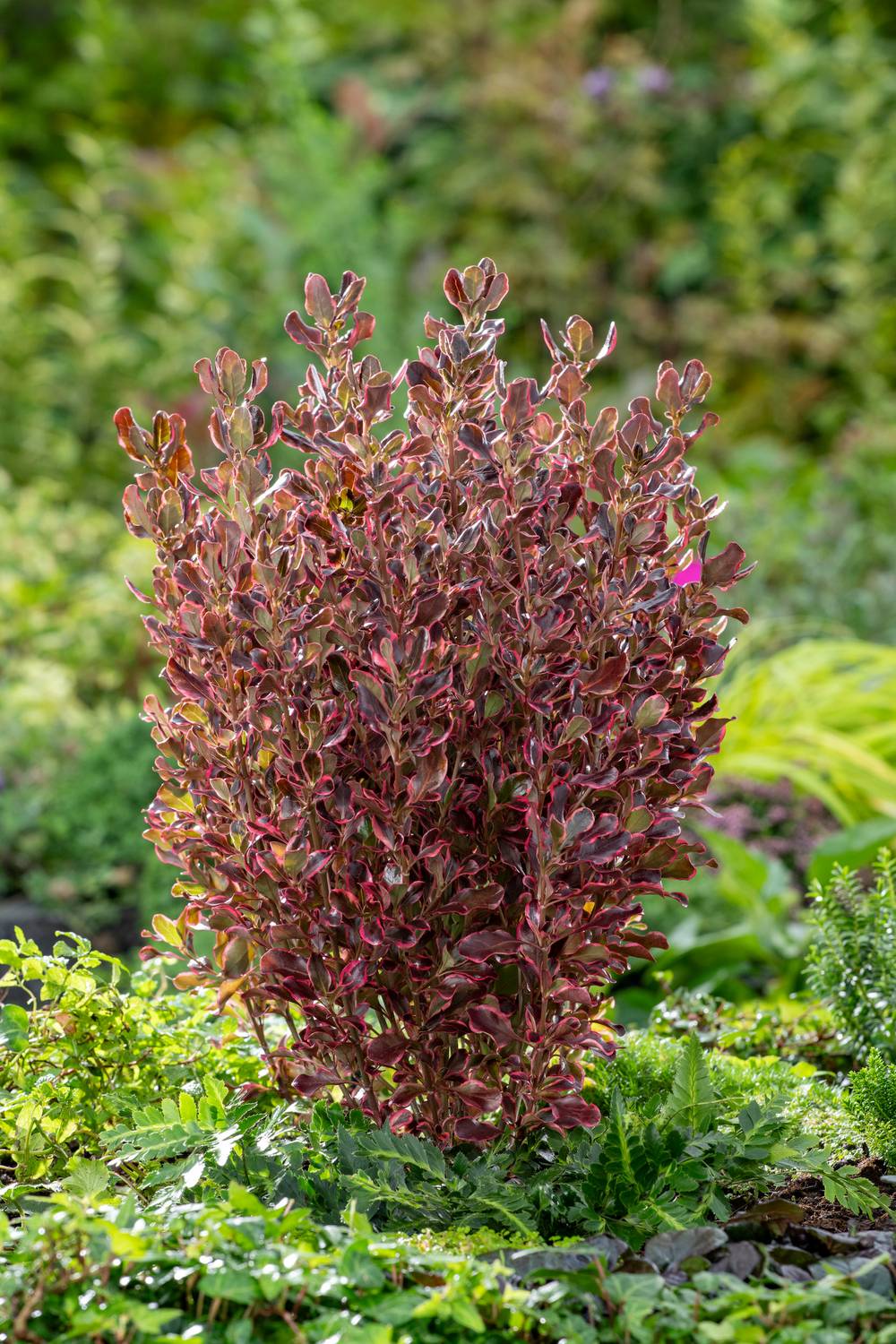 Coprosma 'Pacific Eclipse' - Plante mirroir