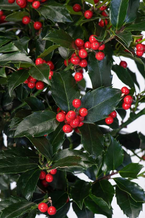 Ilex meserveae 'Blue Maid' - Houx