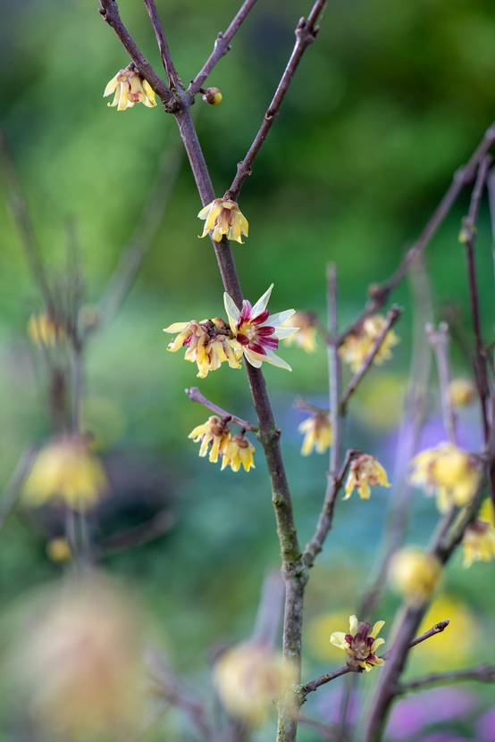 CHIMONANTHUS praecox 125/150 C25L